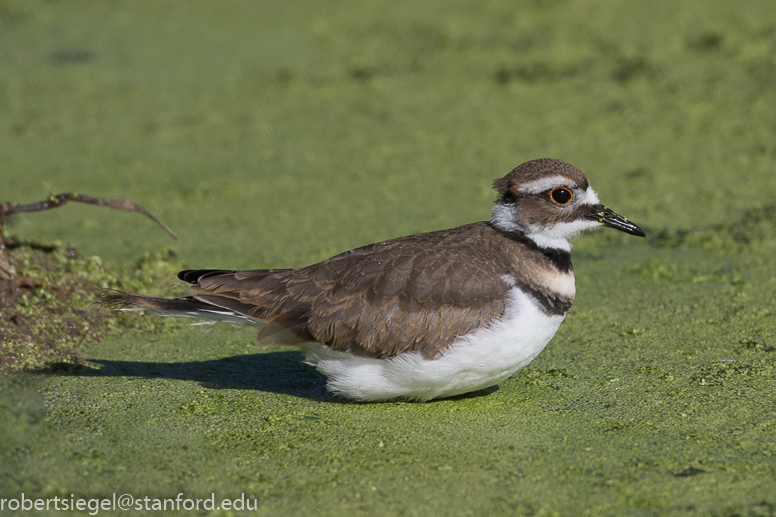 emily renzel wetlands